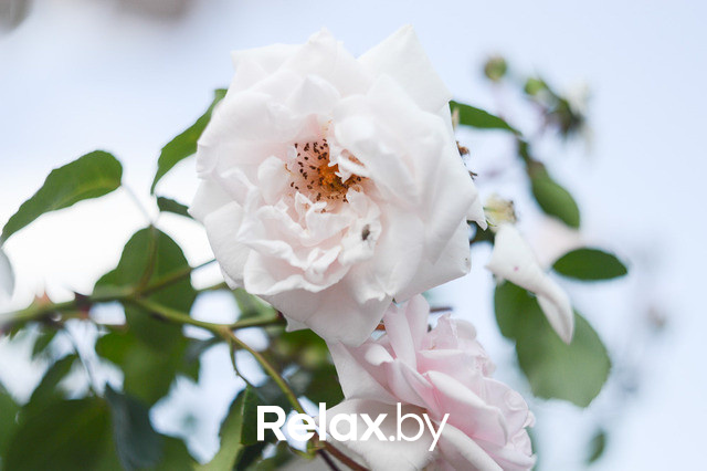 Фестиваль роз, фото № 46