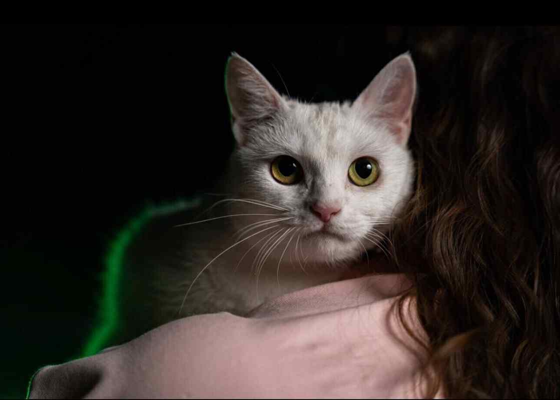 Большая помощь маленьким «хвостикам»: как Betera заботится о бездомных животных