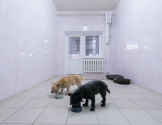 null Гостиница для животных с ветеринарными услугами, Интерьер - фото 19