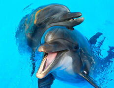 null Минский дельфинарий, Галерея - фото 13