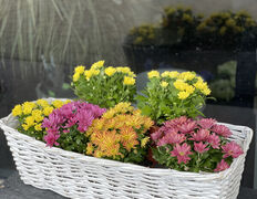 Салон цветов Фурор, Комнатные растения - фото 2