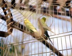 Ресторан Золотой лев, Вход и веранда - фото 4