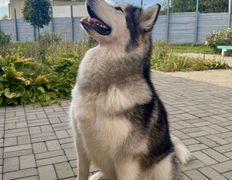 null Гостиница для животных с ветеринарными услугами, Галерея - фото 14