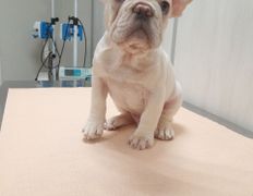 Ветклиника Айдавет, Наши пациенты - фото 2