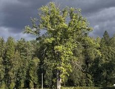 Хутор Кошки-мышки, Территория - фото 8