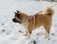 null Гостиница для животных с ветеринарными услугами, Галерея - фото 2