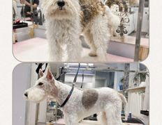 Студия груминга Dog and Cat (Дог энд Кэт), Примеры работ - фото 6