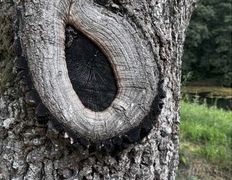 Хутор Кошки-мышки, Территория - фото 15