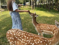 Парк семейного отдыха/зоопарк Парк животных, Галерея - фото 7