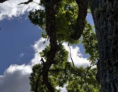 Хутор Кошки-мышки, Территория - фото 17