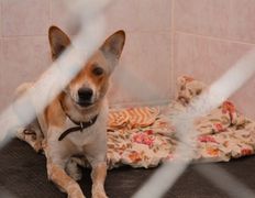 null Гостиница для животных с ветеринарными услугами, Галерея - фото 13