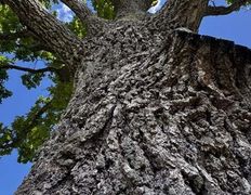 Хутор Кошки-мышки, Территория - фото 16