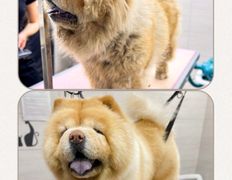 Студия груминга Dog and Cat (Дог энд Кэт), Примеры работ - фото 2