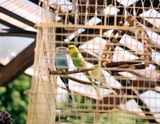 Ресторан Золотой лев, Вход и веранда - фото 6