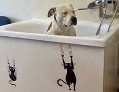 null Гостиница для животных с ветеринарными услугами, Галерея - фото 5