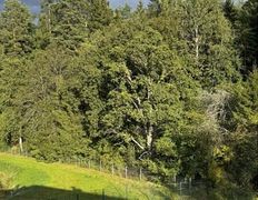 Хутор Кошки-мышки, Территория - фото 11