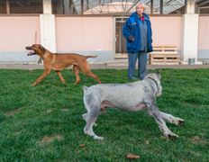 null Гостиница для животных с ветеринарными услугами, Интерьер - фото 12