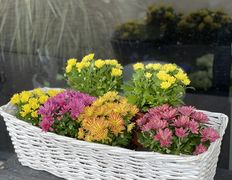 Салон цветов Фурор, Комнатные растения - фото 2