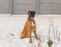null Гостиница для животных с ветеринарными услугами, Галерея - фото 4