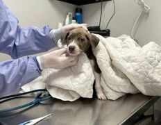 Ветеринарная клиника Минина Плюс, Галерея - фото 9