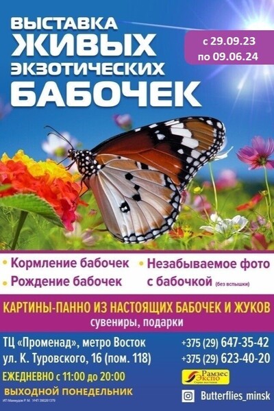 Порно Ночные бабочки минск, секс видео смотреть онлайн на real-watch.ru