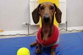 e9dbee8a89f99b3ea1e69ed1082e695b доктор вет в минске телефон