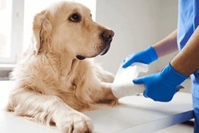 fd09b48ed59805db783dcde5c1879f09 доктор вет в минске телефон