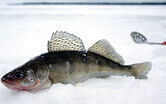 Зимняя рыбалка — охота за «живым серебром»