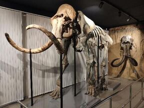 В Большой привезли самый полный скелет мамонта в мире