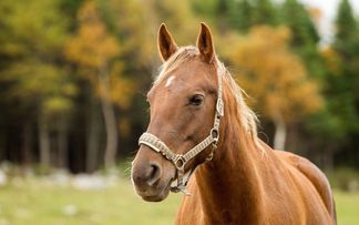 В Ратомке продают конный клуб. Угадайте стоимость