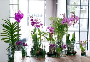 В оранжерее ботанического сада открылась нежная выставка орхидей