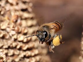 В Ботаническом саду отметят Всемирный день пчел. Угостят ли медом?