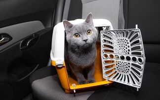 Как правильно перевозить собак и кошек в общественном транспорте? Рассказали в «Минсктрансе»