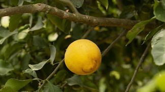 В Ботаническом саду научат, как выращивать дома лимонное деревце с плодами