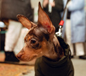 Party Animals pet market New Year 2021, фото № 49