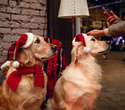 Party Animals pet market New Year 2021, фото № 146