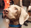 Party Animals pet market New Year 2021, фото № 122