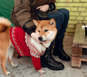 Party Animals pet market New Year 2021, фото № 56