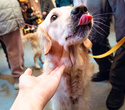 Party Animals pet market New Year 2021, фото № 105