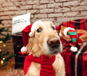 Party Animals pet market New Year 2021, фото № 133