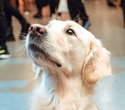 Party Animals pet market New Year 2021, фото № 109