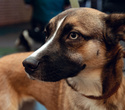 Party Animals pet market New Year 2021, фото № 59