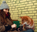 Party Animals pet market New Year 2021, фото № 53