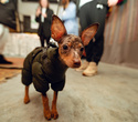 Party Animals pet market New Year 2021, фото № 48