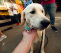 Party Animals pet market, фото № 126