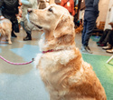 Party Animals pet market New Year 2021, фото № 107