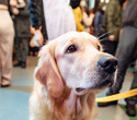 Party Animals pet market New Year 2021, фото № 104