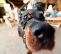 Party Animals pet market, фото № 95