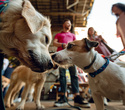 Party Animals pet market, фото № 154