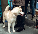 Party Animals pet market New Year 2021, фото № 63